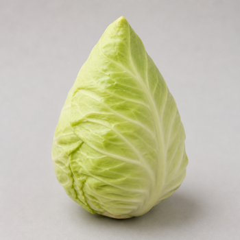 Organic Cabbage Summer  pointe