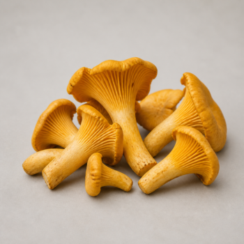 Organic Mushroom Chanterelle