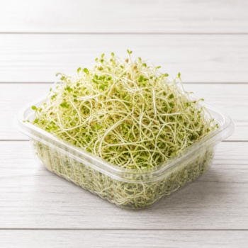 Alfalfa sprouts