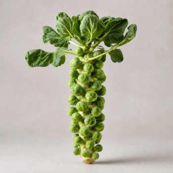 Brussels Sprout Stalk