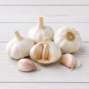 Regular garlic