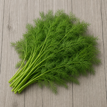 Herbs Dill