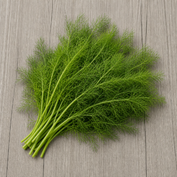 Herbs Fennel Leaves