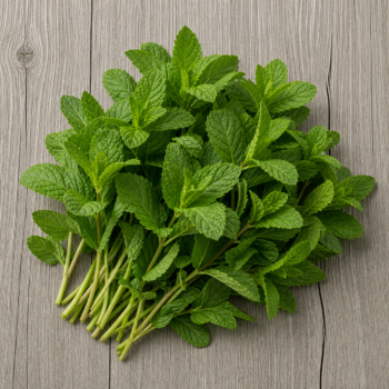 Herbs Mint