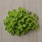 6163-oregano