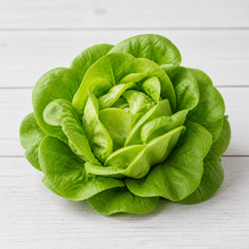Boston butter lettuce