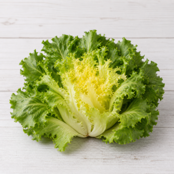 Escarole lettuce