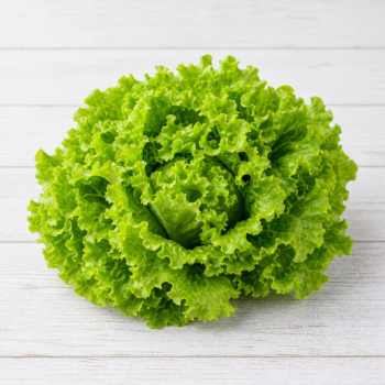 Green leaf lettuce