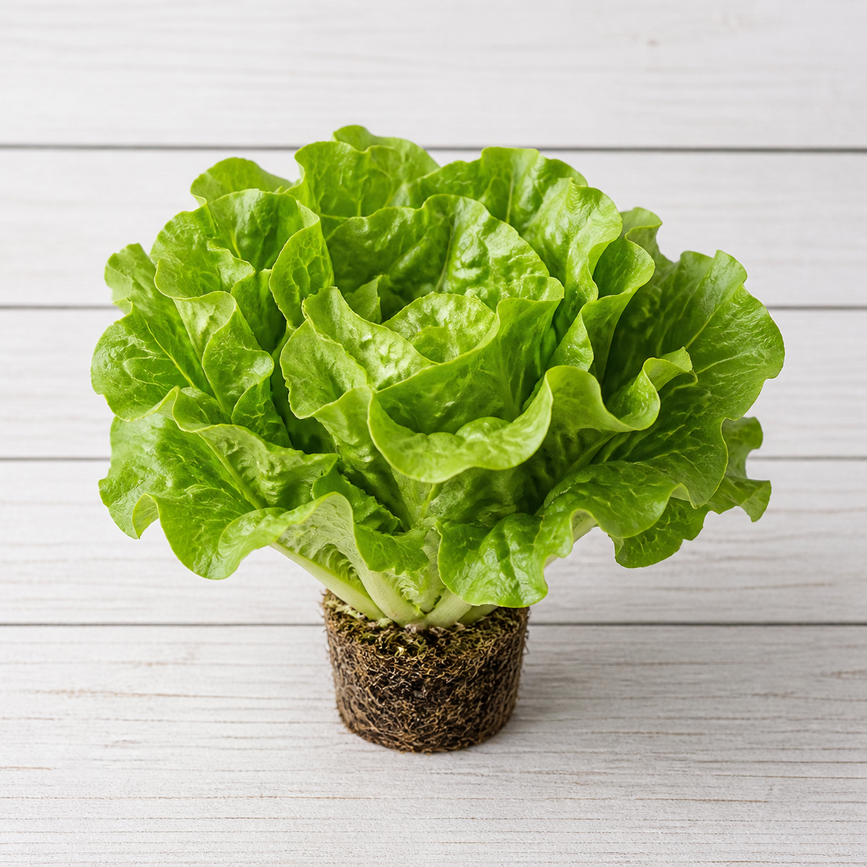 6183-living-lettuce Living lettuce