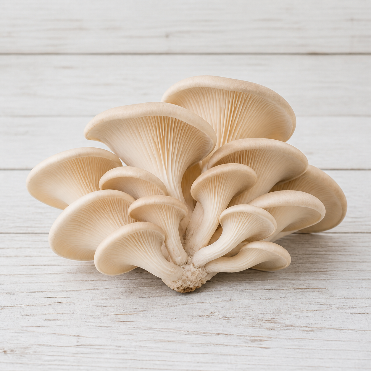 6189-oyster-mushrooms Oyster mushrooms