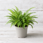 6262-plants-ferns