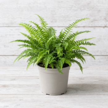 Fern plant