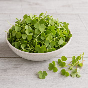 Organic Wood Sorrel
