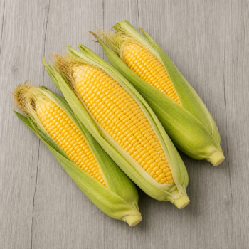 Sweet Corn