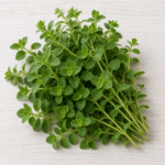 5368-oregano-fresh-herbs