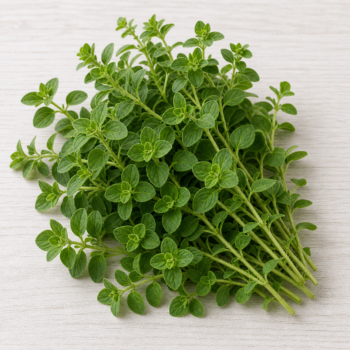 Oregano fresh herbs