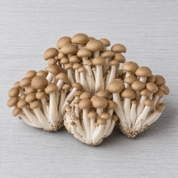 Brown Beech Mushroom