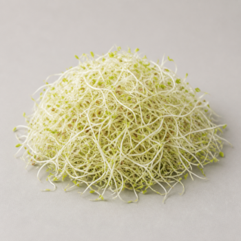 Organic Alfalfa Sprouts
