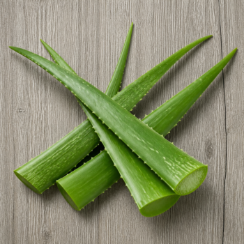 Organic Aloe Vera Leaves