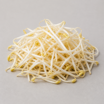 Organic Bean Sprouts