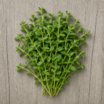 5946-organic-herbs-oregano