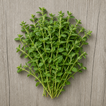Organic Herbs Oregano