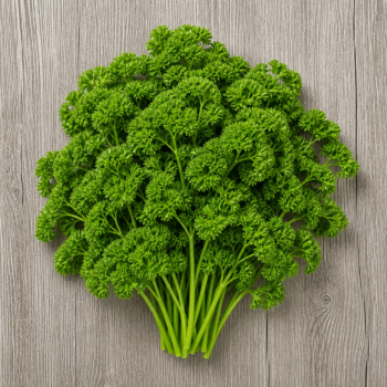 Organic Herbs Parsley  Curly