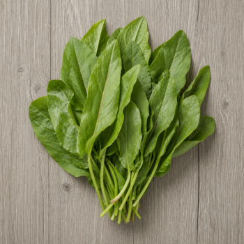 Organic Herbs Sorrel