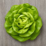 Organic Lettuce Boston / Butte