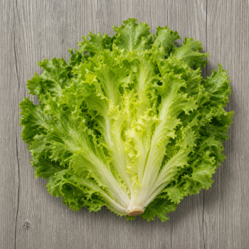 Organic Lettuce Escarole