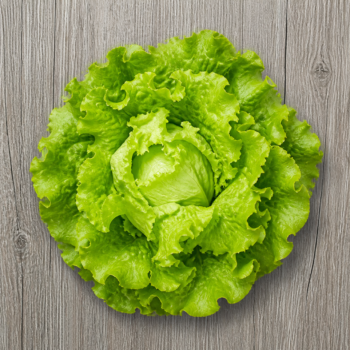 Organic Lettuce Green Leaf