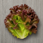 Organic Lettuce Red Leaf