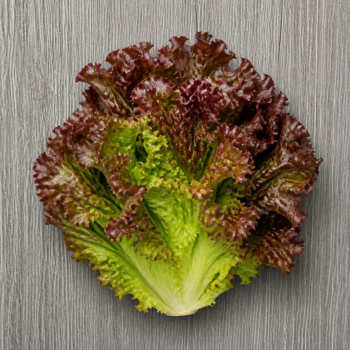 Organic Lettuce Red Leaf