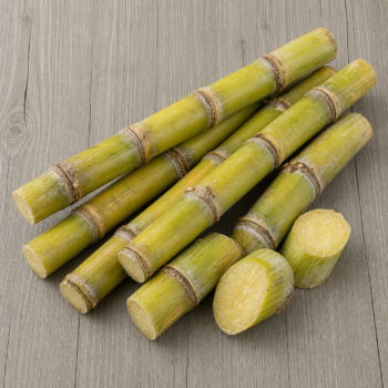 Sugar Cane