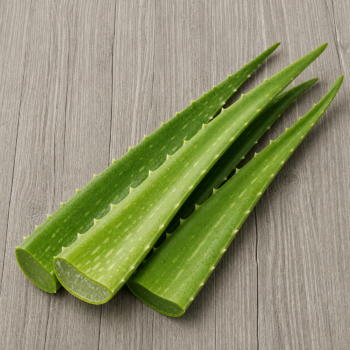 Aloe Vera Leaves