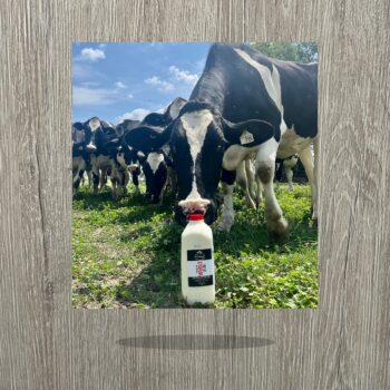 SHELDON Whole Milk 3.5%